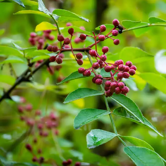 Žlutodřev (Prickly Ash)
